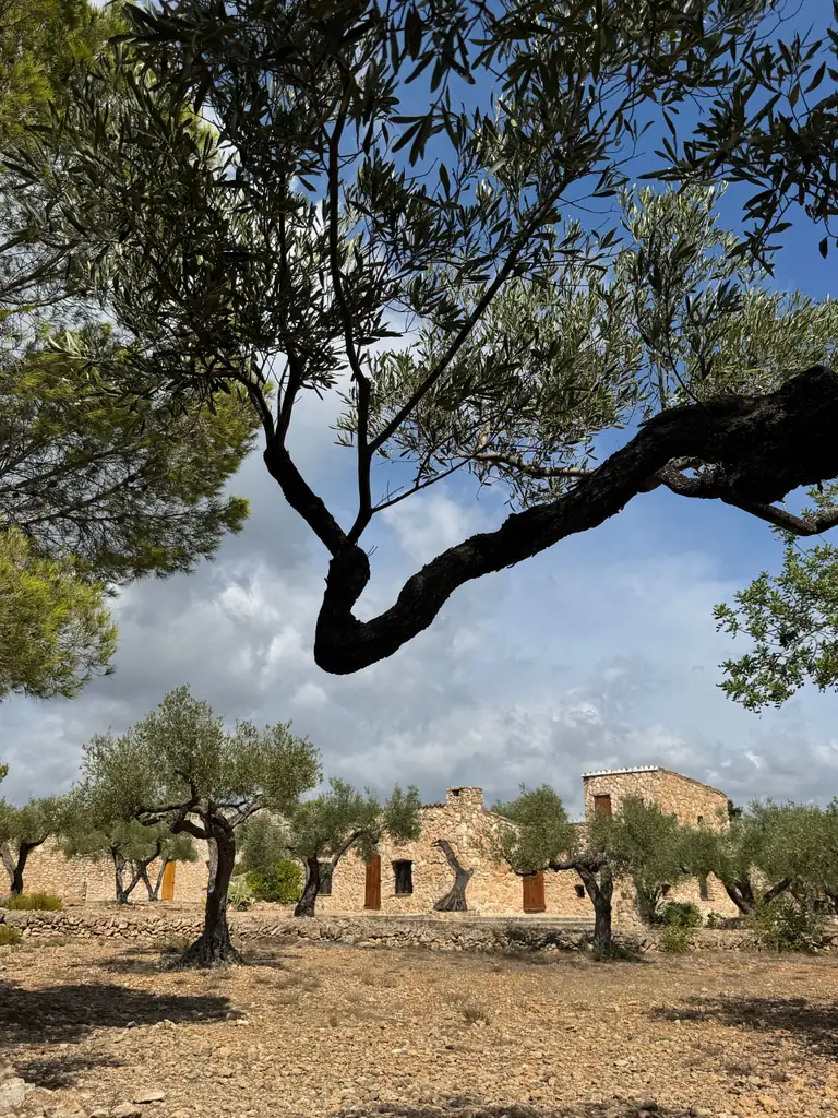 Dimora in pietra tra gli ulivi